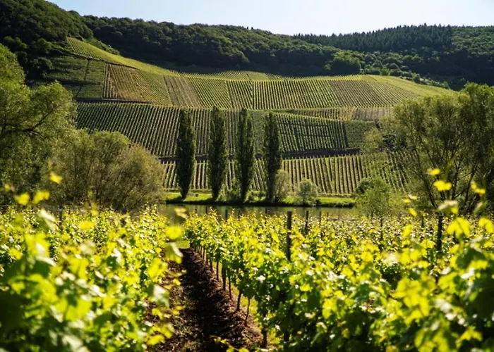 Weingut Claes Schmitt Erben